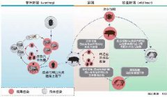 控制非瘟传播途径 做好生物安全防控